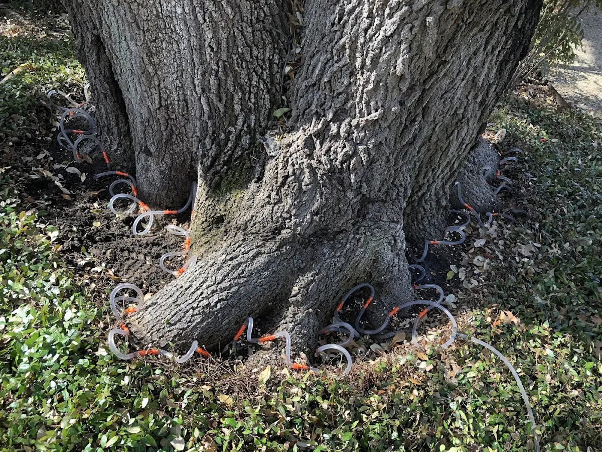 Detailed Tree Cabling and Bracing job site in Pahokee