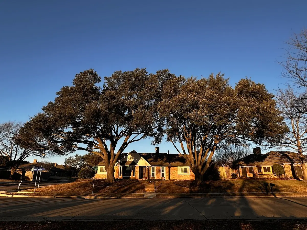 Established residential canopy tree shading a home in Pahokee